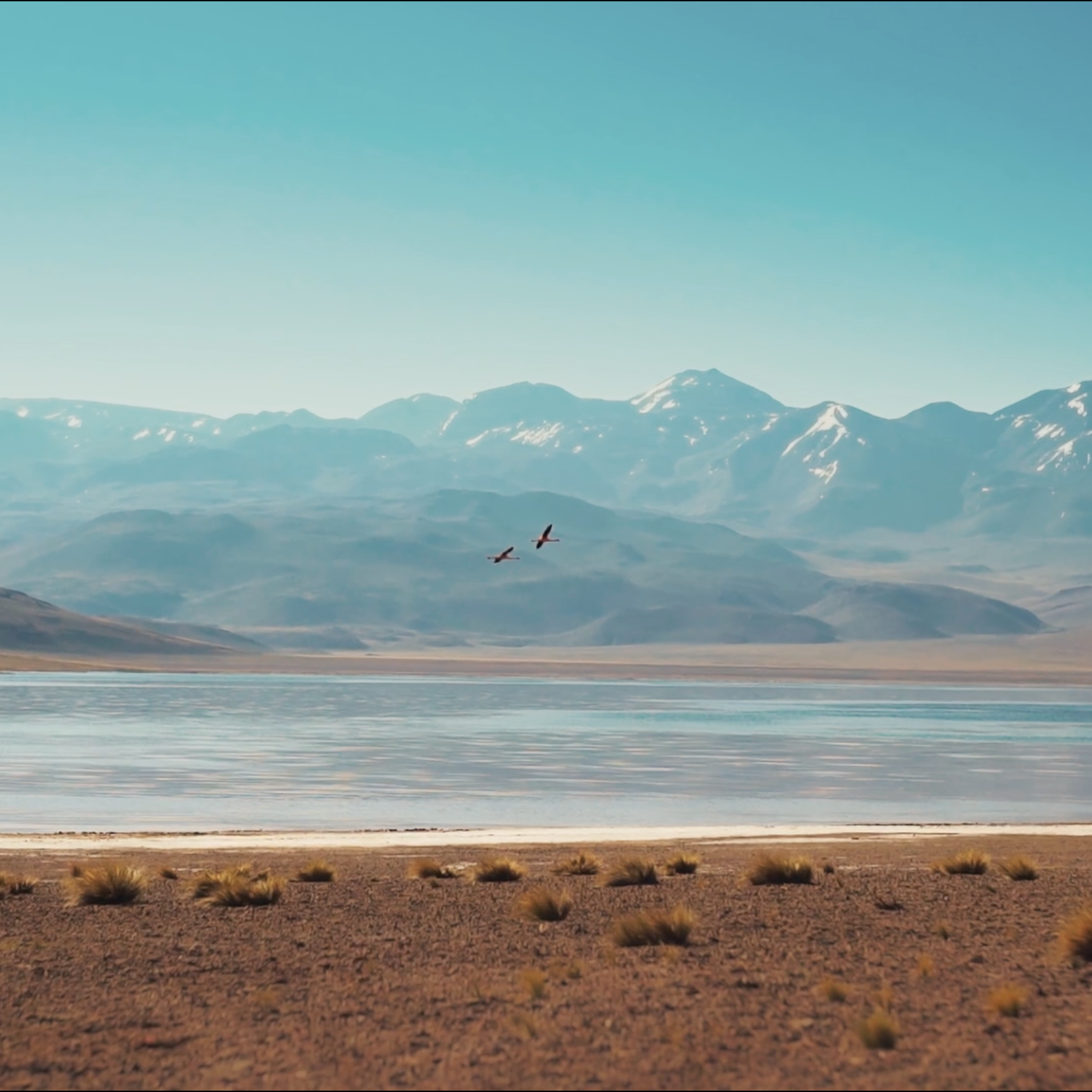 Flamants roses à Atacama — Chile